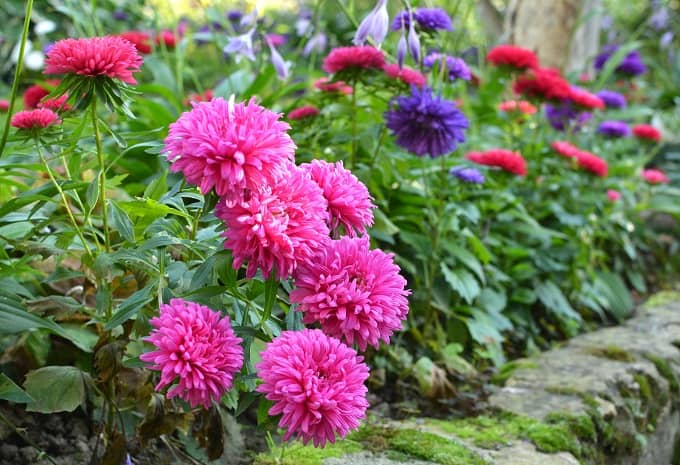 एस्टर के फूल - Aster Spring Flowering Plants In Hindi